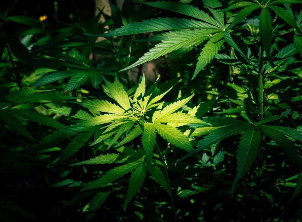 Umidità ottimale per la germinazione dei semi di Cannabis-Canapuff