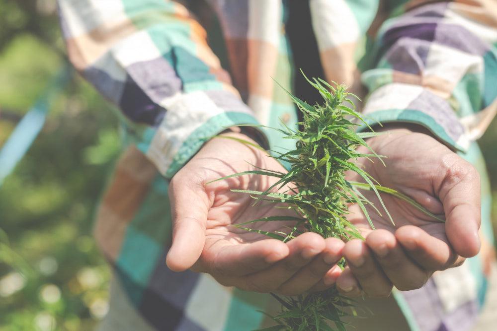 Guida definitiva ai prodotti Cannabis | Scegli il meglio-Canapuff