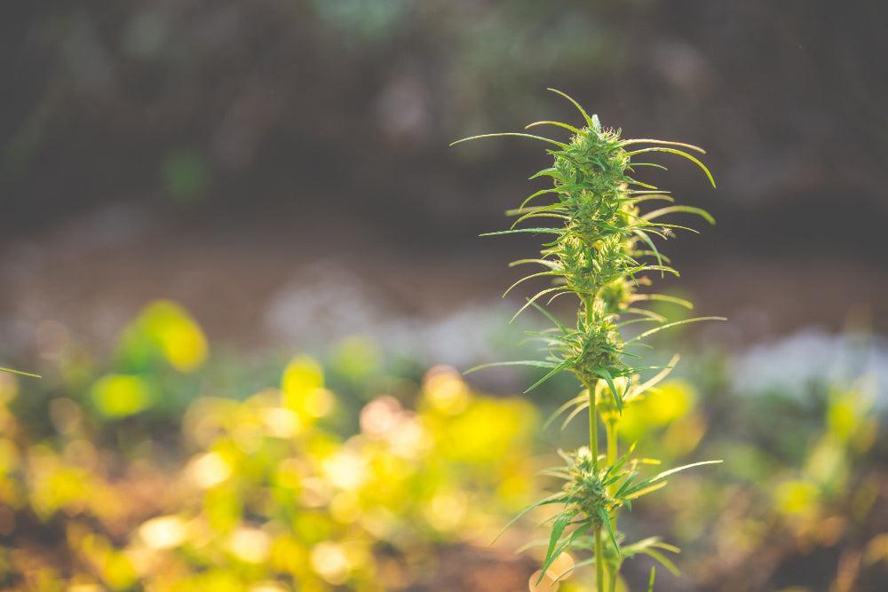 Pianta di Cannabis