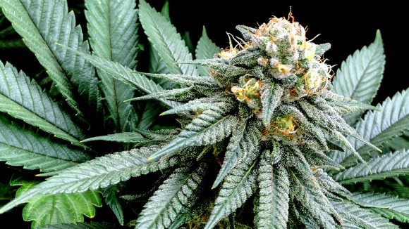 Pianta di cannabis con cima in fioritura e foglie seghettate su sfondo nero