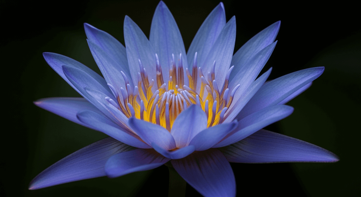 Effetti del Fiore di Loto Blu: Come Funziona, Come Fumarlo e Che Sensazioni Dà