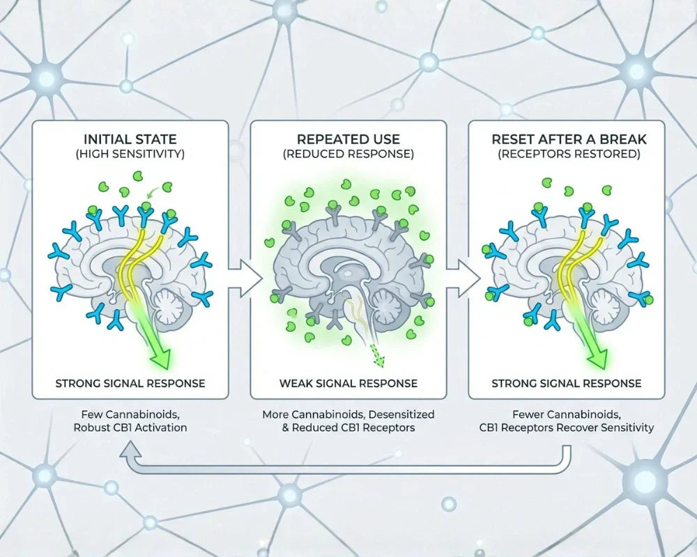 Illustrazione della progressione della tolleranza ai cannabinoidi che mostra i cambiamenti di sensibilità dei recettori cerebrali con l'uso ripetuto