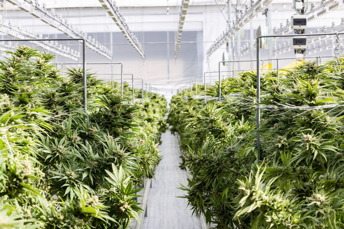 Impianto di coltivazione indoor con file di piante di cannabis in fioritura sotto lampade di coltivazione industriali e sistemi di climatizzazione