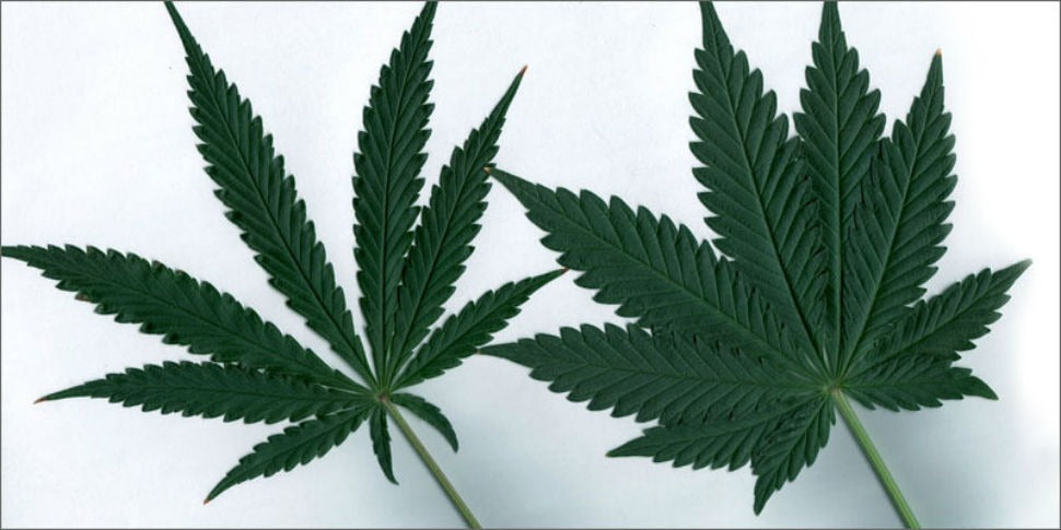 Due foglie di cannabis che mostrano la differenza tra le varietà indica e sativa