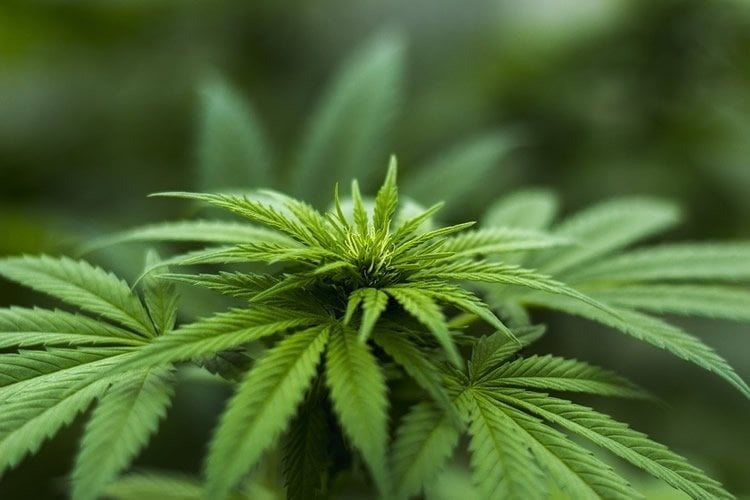Primo piano di foglie verdi di cannabis con bordi seghettati dettagliati e fogliame naturale