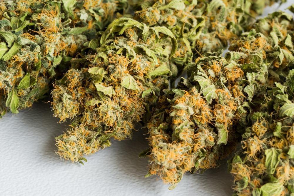 I tuoi semi sono vivi: come prendersi cura dei semi di Cannabis-Canapuff
