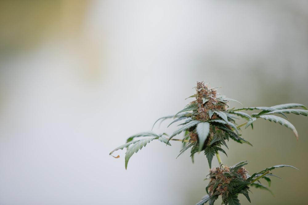 Pianta di Cannabis