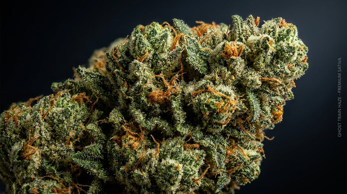 Guida alla Strain Ghost Train Haze — fiore di cannabis sativa, terpeni ed effetti