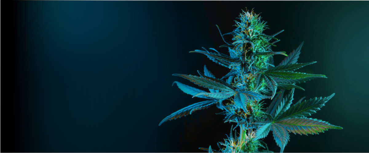 Pianta di Cannabis con sfondo scuro