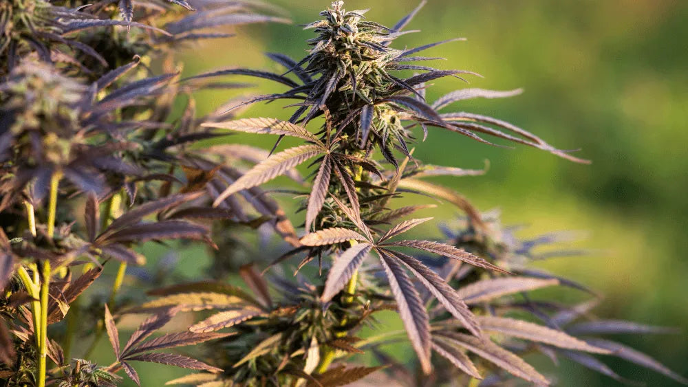 Effetti e benefici di THC-JD