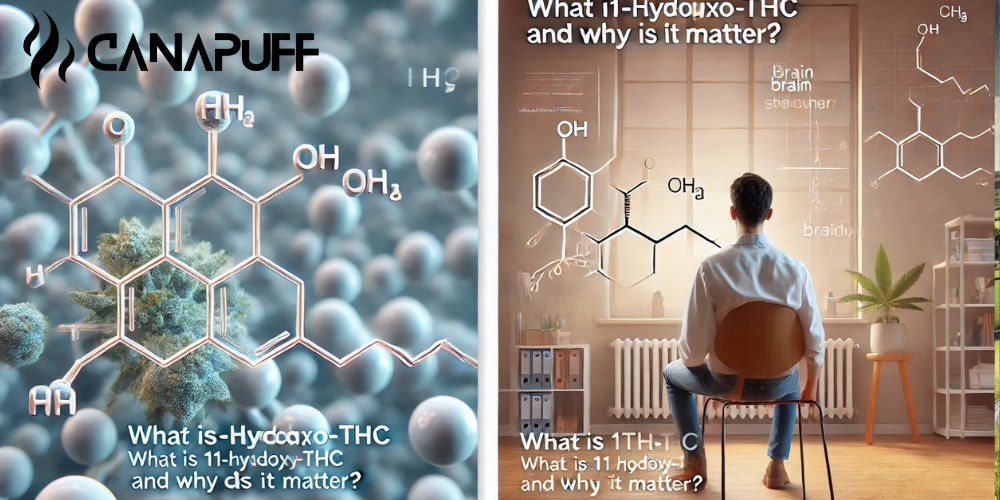 Banner Canapuff con la struttura molecolare dell'11-Hydroxy-THC, fiore di cannabis e scena illustrata di una persona che osserva