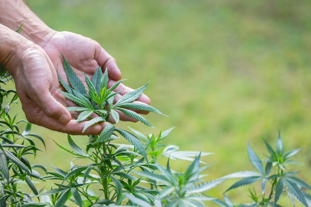 L’arte della manicure della Cannabis: guida alle tecniche e alla cura-Canapuff