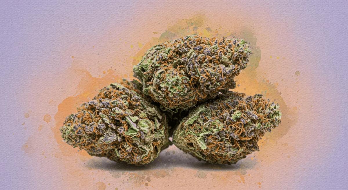 Tutto sul Gelato: Guida Approfondita alla Leggendaria Strain di Cannabis