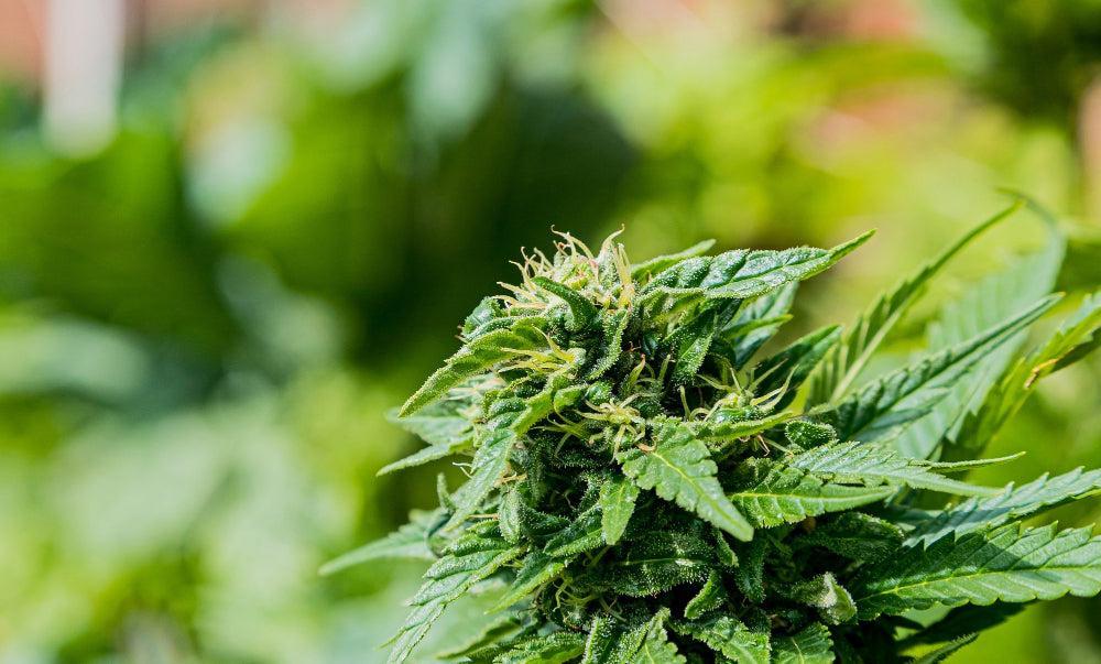 Edibili al THC: benefici, sicurezza e migliori Strains per il gaming-Canapuff