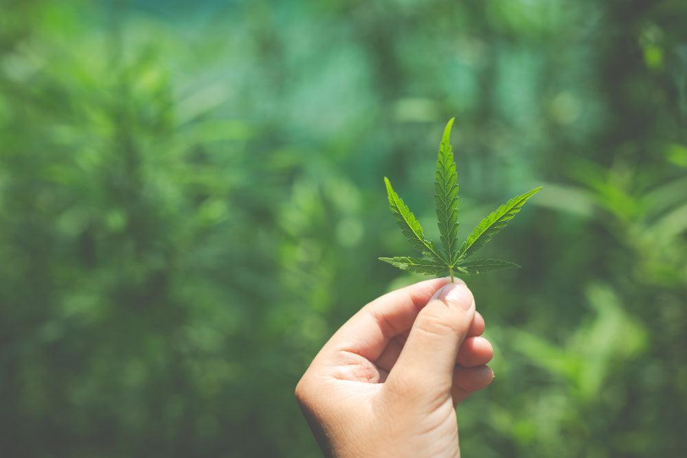 Foglia di Cannabis