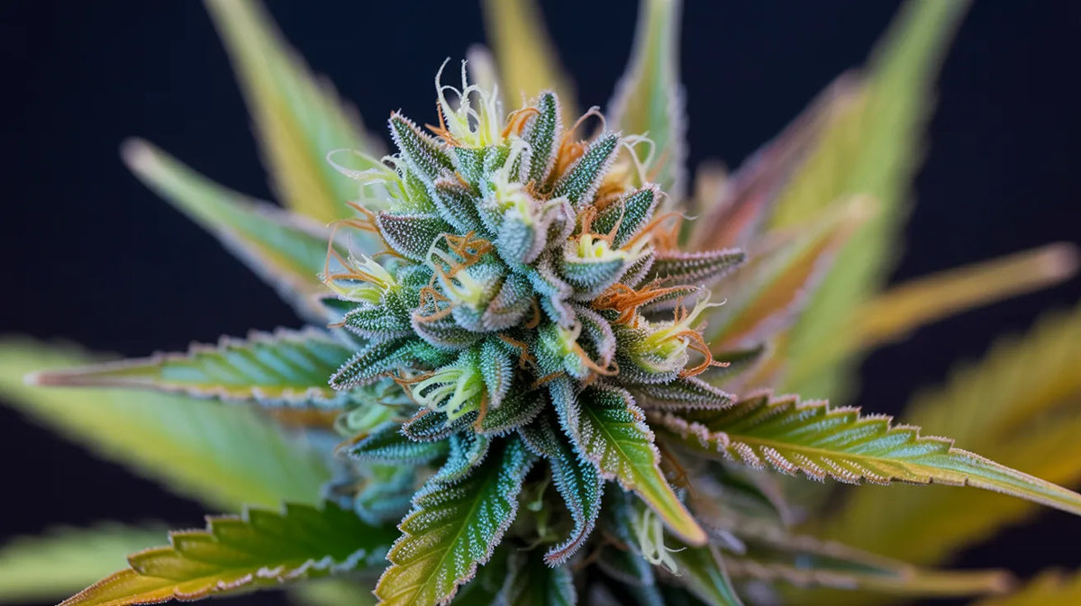 Georgia Pie Strain: Una fetta di paradiso o solo una moda?