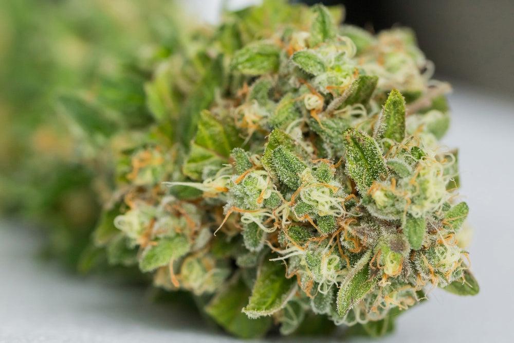 Scopri 10-OH-HHC e 10-OH-HHCP: Nuovi Cannabinoidi-Canapuff