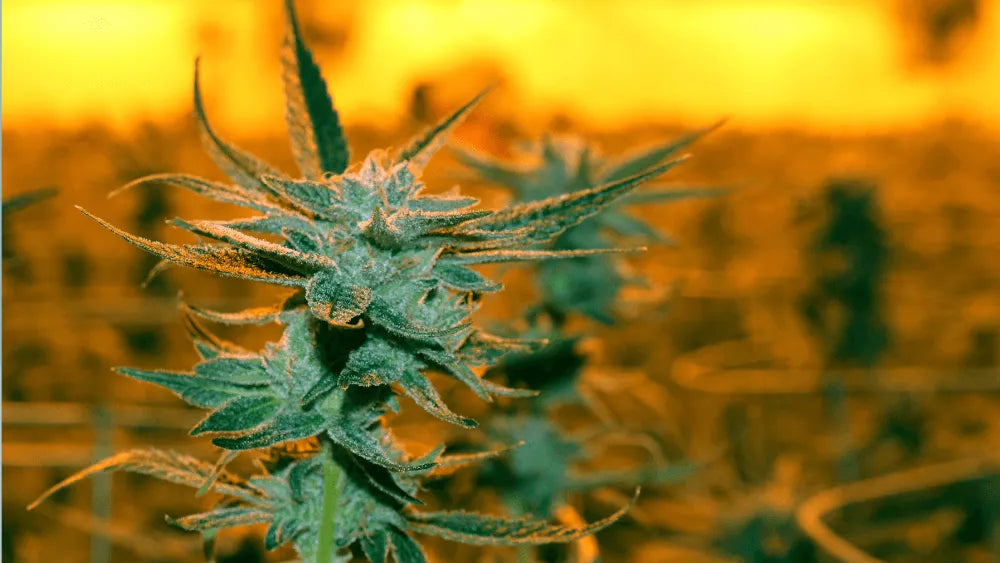 Scopri Alien Runtz Strain: Gusto unico ed effetti particolari