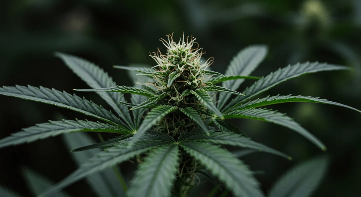 Effetti e benefici del 10-OH-THC: una guida completa basata sulle ricerche più recenti