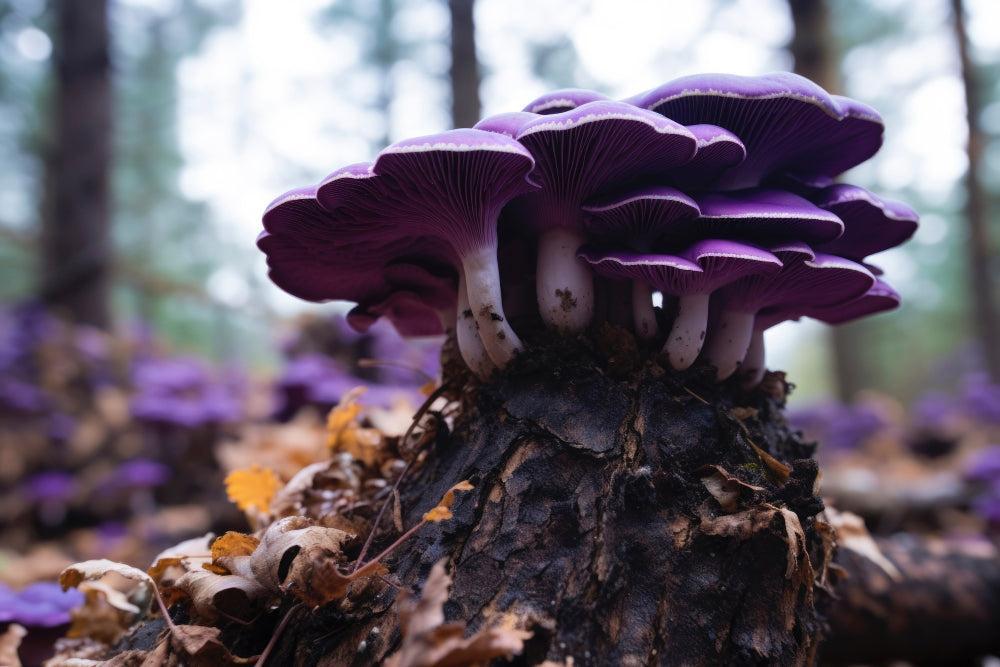 Funghi Magici: Benefici, Rischi e Guida all'Uso Sicuro-Canapuff