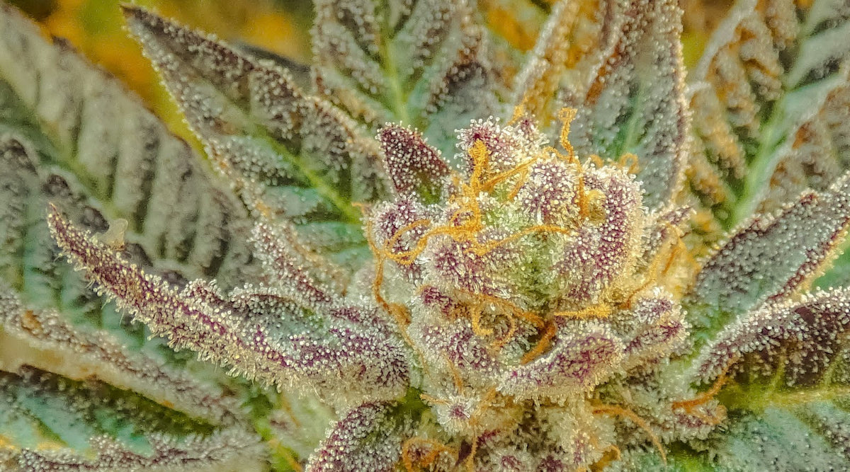Primo piano di cime di cannabis con tricomi cristallini nelle tonalità del verde, del viola e dell'oro