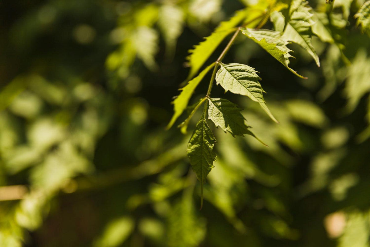 Semina della cannabis: passaggi essenziali per una crescita ottimale-Canapuff