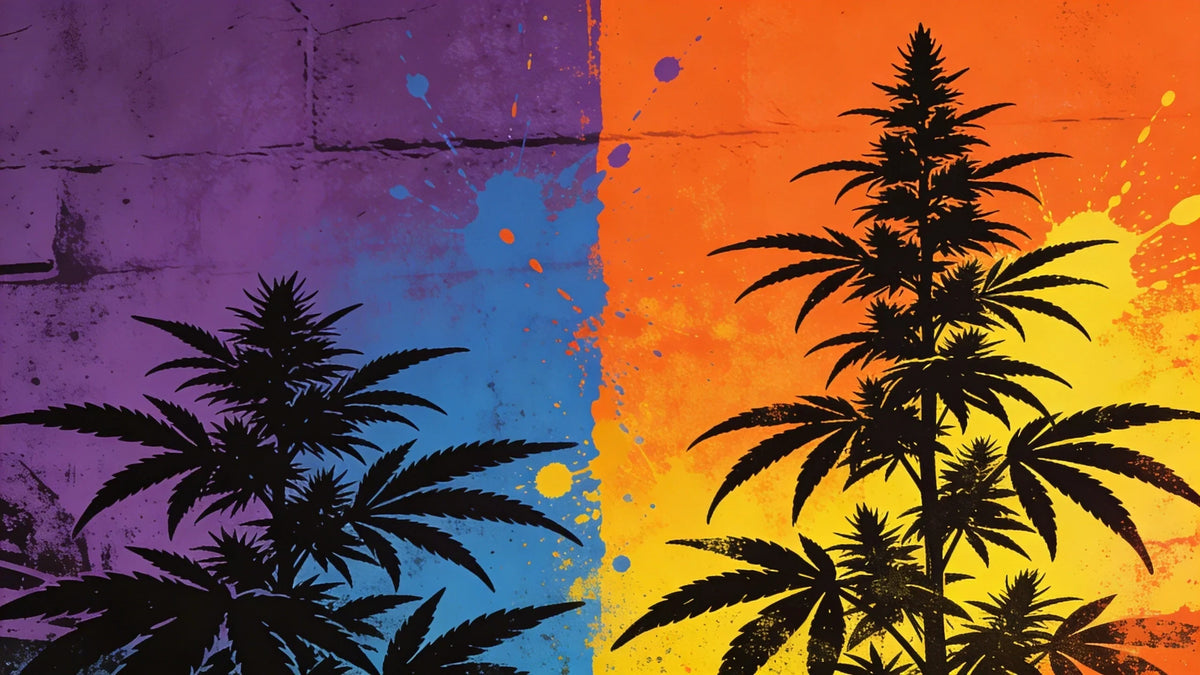 Confronto visivo indica vs sativa — sagoma di una pianta indica bassa e cespugliosa su sfondo viola contro una sativa alta su sfondo arancione, in stile street art