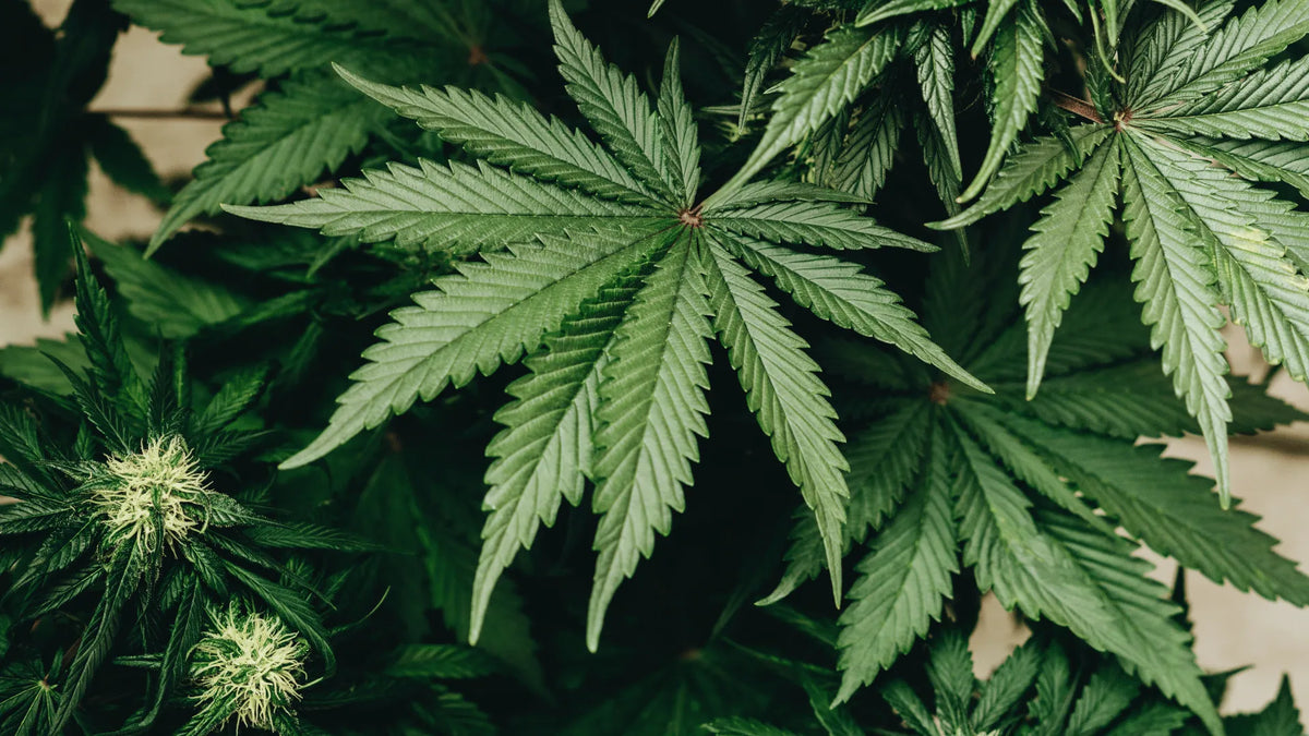 Differenza tra THCP, HHC, CBD Canapuff