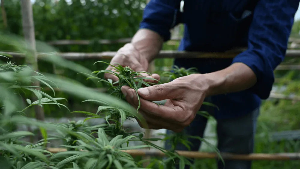 Aumenta il tuo raccolto con il Lollipopping della Cannabis