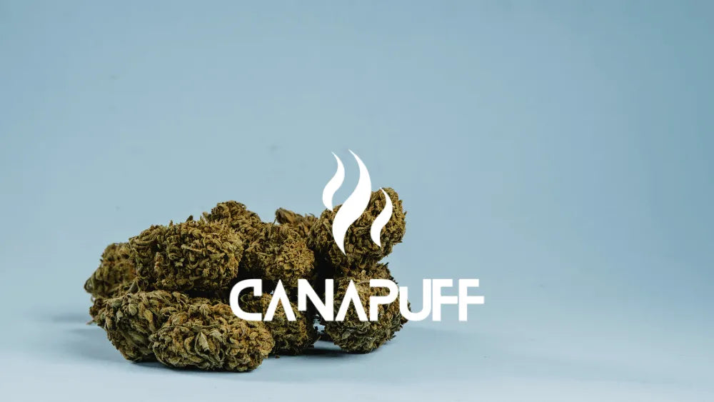 il più grande brand di cannabinoidi in Europa