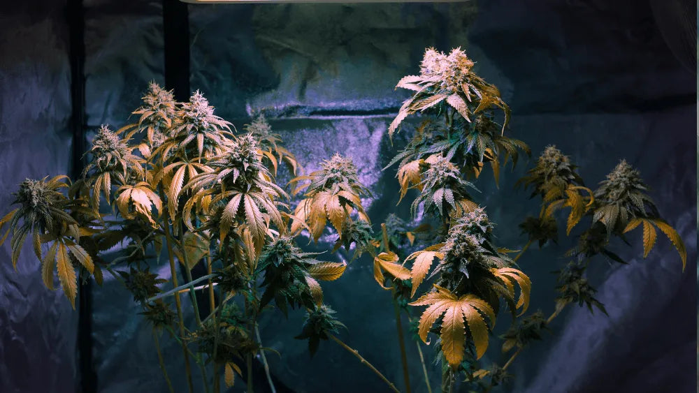 Cos'è il CBDP: un Cannabinoide Raro