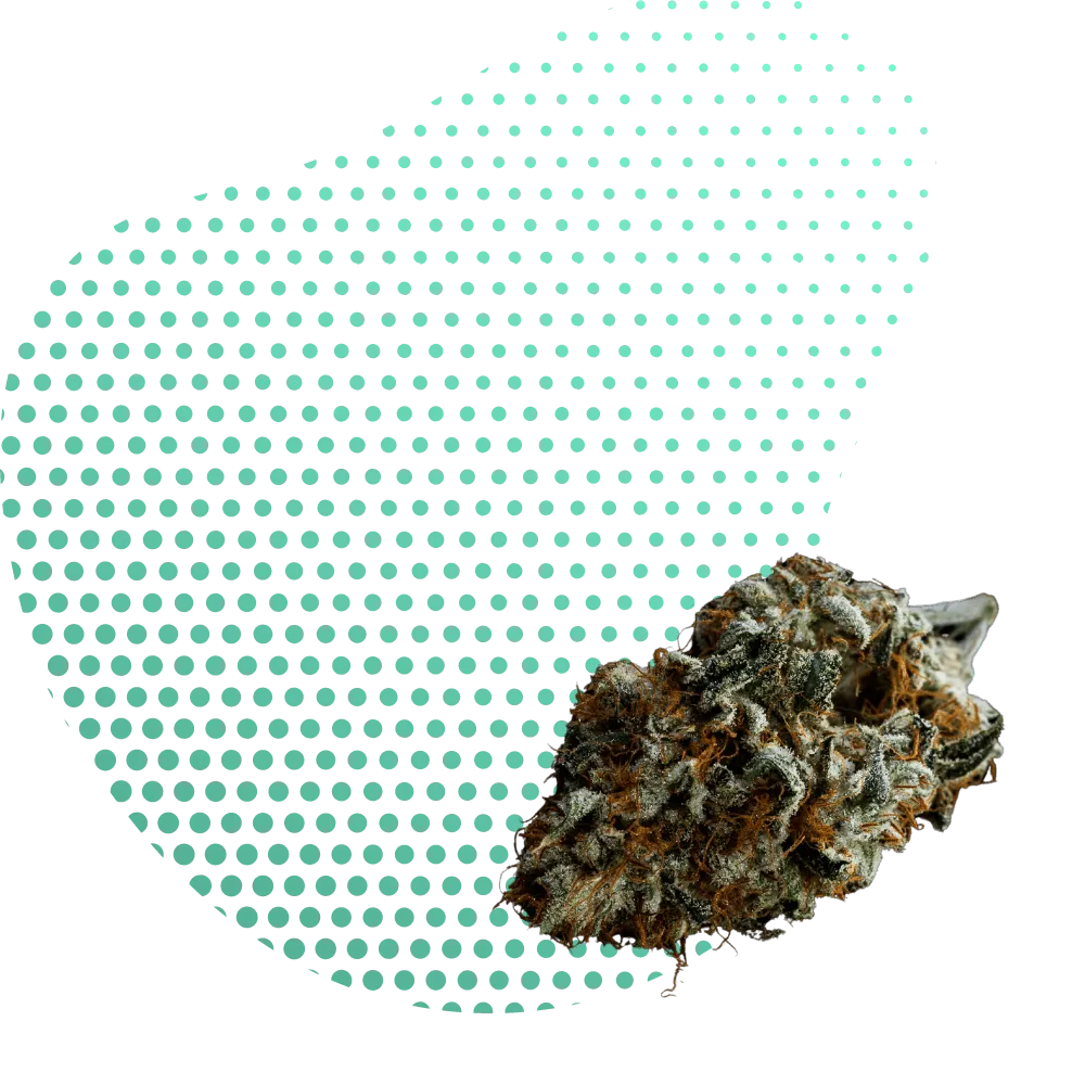 Fiore 10-OH-THC-Canapuff
